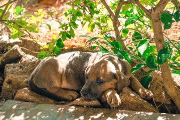 Brazilian Mastiff Puppy Lying Down