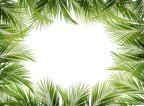 Green palm branches background