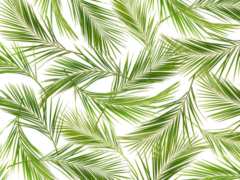 Green palm branches background
