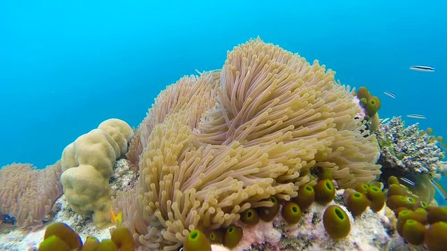 Ocean scenery on shallow coral reef. Underwater video of the ocean. Small fish swim erratically and hidden by algae. Colored corals and fish in the Maldives.
