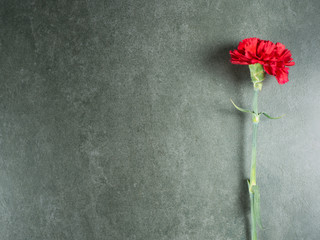 Red carnation over gray granite from top view and free space for text