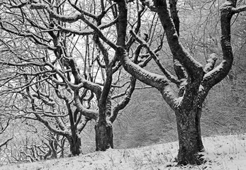 Trees in winter sleep 