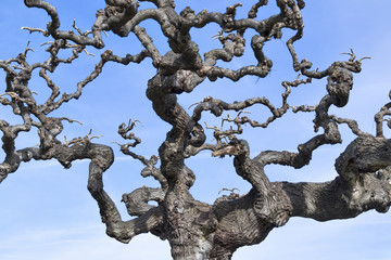 Leafless tree branches against the blue sky