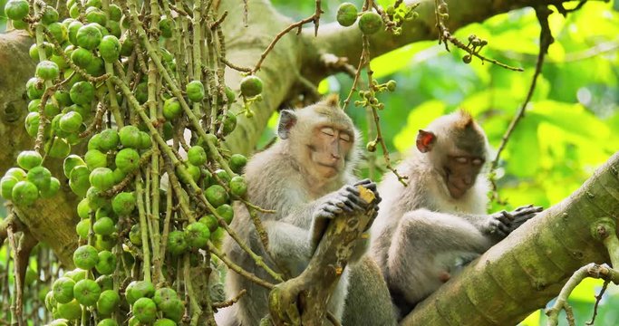 Sleepy comic monkeys with funny faces take a nap while resting on tree branch during sunny day in tropical jungle forest
