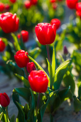 Tulipes Rouges dans le champ