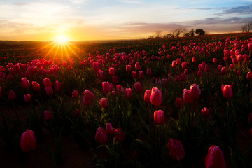 Fototapeta na wymiar Coucher de Soleil sur Champ de Tulipes