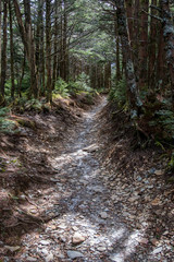 Rocky Trail Passes Through Forest