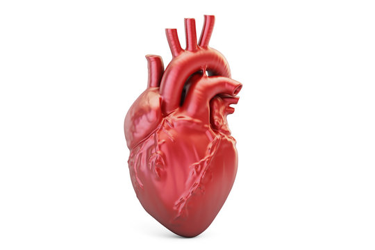 Human heart, 3D rendering