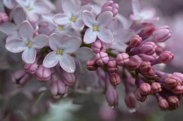 Lilac3