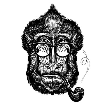 Hand-drawn portrait of funny monkey with glasses. Smart mandrill and smoking pipe. Sketch vector illustration