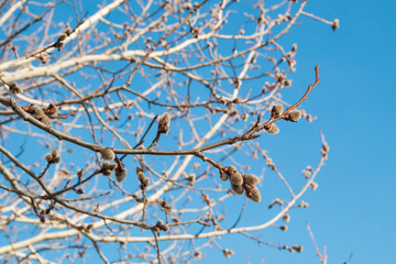 Fluffy buds on branches of spring willow tree against blue sky background