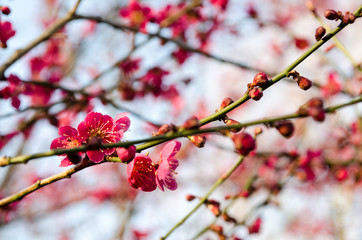 Japanese plum blossom in the Botanical Garden in Prague