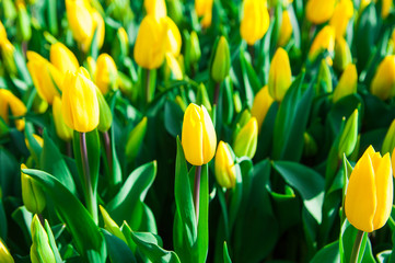 Spring scene of tulip field