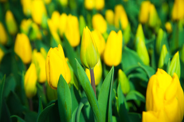 Fototapeta premium Spring scene of tulip field