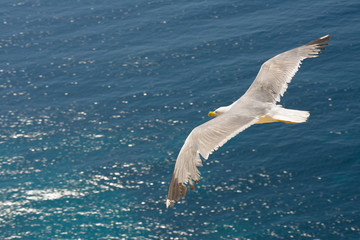 seagull in fly