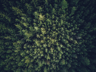 Bäume © Tyrosize