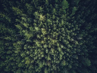Bäume © Tyrosize