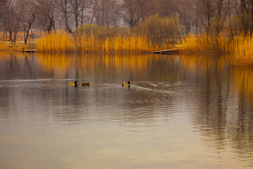 Lake 