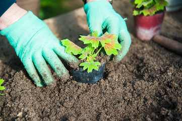 Farmer planting young seedlings