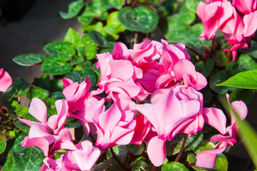Fototapeta premium Garden greenhouse with a variety of flowers