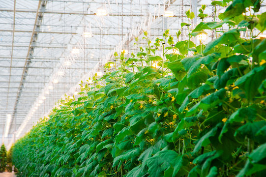 Cucumbers ripening in greenhouse © SGr