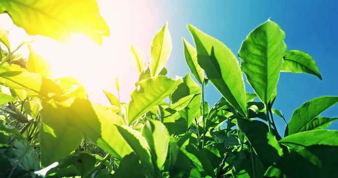 POV video under tea leaves with bright sun light flickering through foliage. Fresh crops grow on green hills under warm sunshine in rural India. Vivid blue sky on background