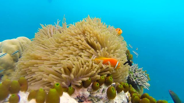 Ocean scenery on shallow coral reef. Underwater video of the ocean. Small fish swim erratically and hidden by algae. Colored corals and fish in the Maldives.