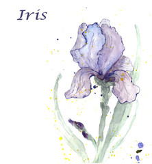 Iris flower. Watercolor flower illustration on white  background. Botanical illustration.