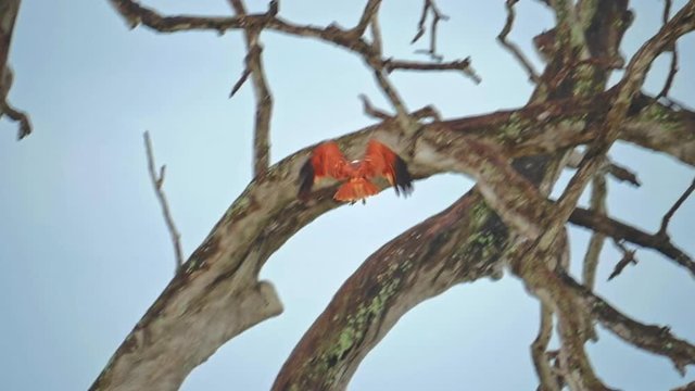 Slow motion video of flying Fish Eagle arriving and landing on tree in Sri Lanka wild nature of Yala National Park