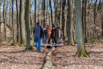 Bodenschonende Holzernte mit Pferd © Gottfried Carls