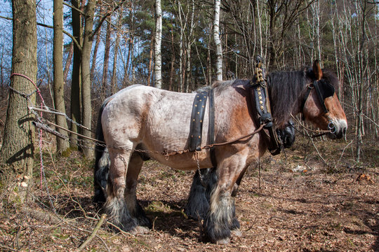 Pause bei der Holzernte