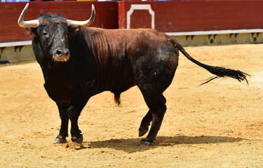 bull