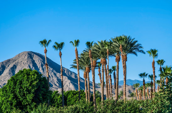 Blue Sky and Palm Trees