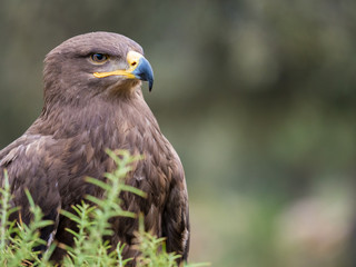 Harris hawk portrait (Parabuteo unicinctus)