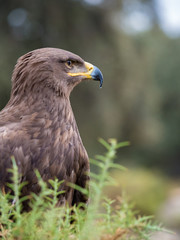Harris hawk portrait (Parabuteo unicinctus)