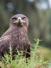 Harris hawk portrait (Parabuteo unicinctus)