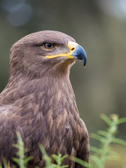 Naklejka premium Harris hawk portrait (Parabuteo unicinctus)