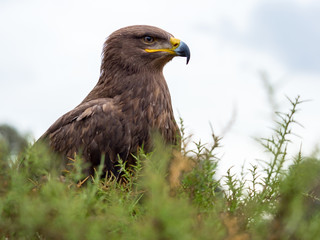Harris hawk portrait (Parabuteo unicinctus)
