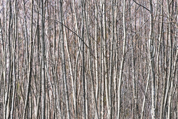 Obraz premium Fast growing trees make abstract vertical lines