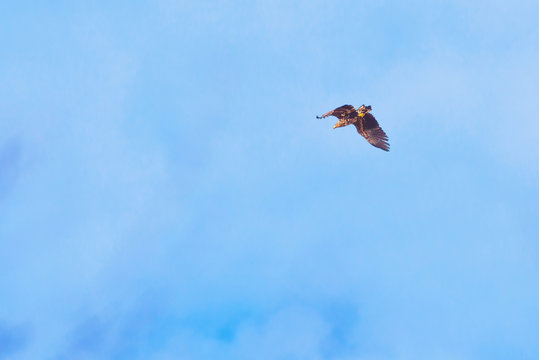 Sea eagle gliding past at a blue sky during a spring day