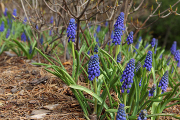 Spring blue flowers