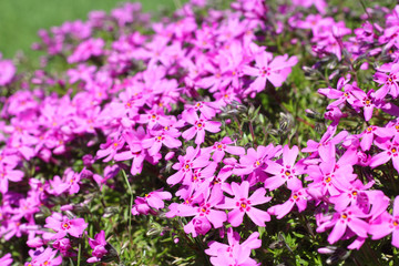 Fototapeta premium Wild alpine flowers