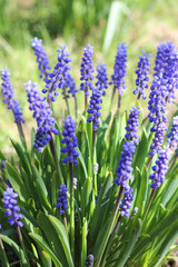 Spring blue flowers