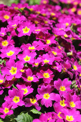 Plakat Small Pink flowers