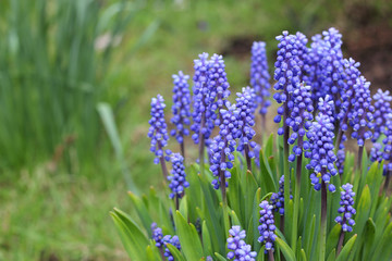 Spring blue flowers