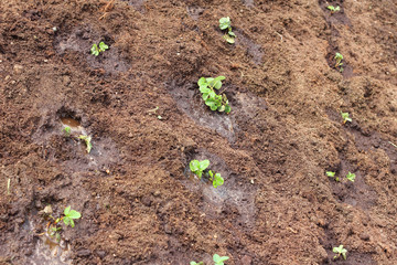 Strawberry plants seedlings