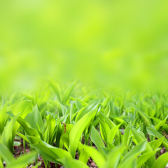 Spring plants leaves