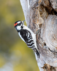Male Downy Woodpecker  