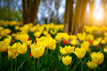 Obraz premium Yellow tulip garden