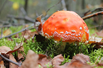 мухомор